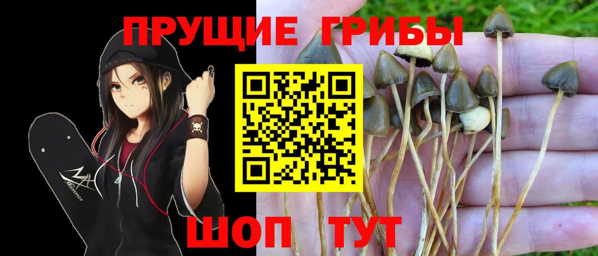 Галлюциногенные грибы мухоморы Карачаевск